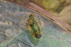 Attēlu rezultāti vaicājumam “Psallus sp.”