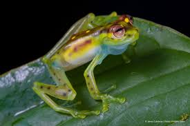 Attēlu rezultāti vaicājumam “Nardia geoscyphus”