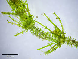 Attēlu rezultāti vaicājumam “Chara filiformis”