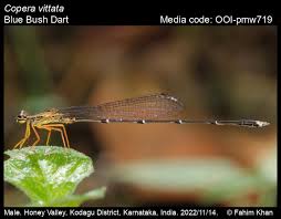 Attēlu rezultāti vaicājumam “Eupteryx vittata”