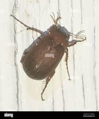 Attēlu rezultāti vaicājumam “Serica brunnea”