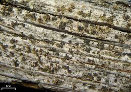 Attēlu rezultāti vaicājumam “Xylographa paralella”