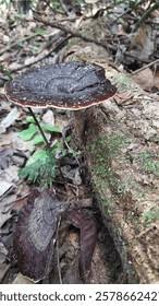 Attēlu rezultāti vaicājumam “Phellinus nigricans”