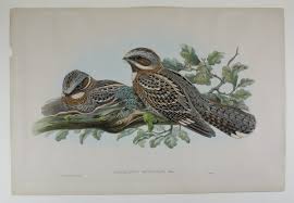 Image result for Caprimulgus ruficollis