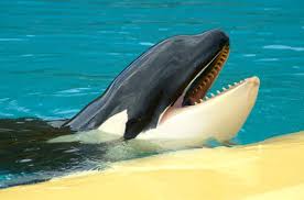 Image result for Orcinus orca