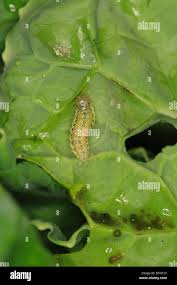 Attēlu rezultāti vaicājumam “Mamestra brassicae pupa”