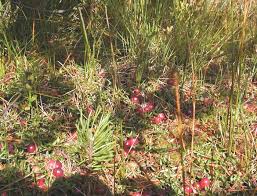 Attēlu rezultāti vaicājumam “Oxycoccus microcarpus”