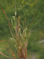 Attēlu rezultāti vaicājumam “Juncus bufonius fruit”
