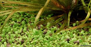 Attēlu rezultāti vaicājumam “Elatine hydropiper leaf”