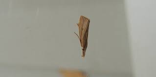 Attēlu rezultāti vaicājumam “Donacaula mucronella”