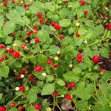 Image result for Cyprinus chilia