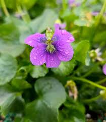 Attēlu rezultāti vaicājumam “Viola sororia”