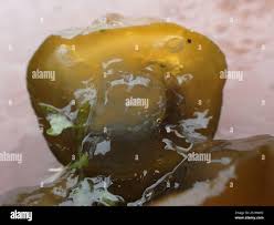 Attēlu rezultāti vaicājumam “Nostoc pruniforme”