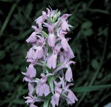 Attēlu rezultāti vaicājumam “Dactylorhiza maculata leaf”
