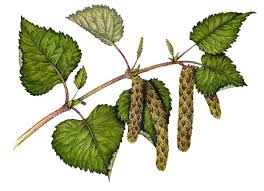 Attēlu rezultāti vaicājumam “Betula pubescens leaf”