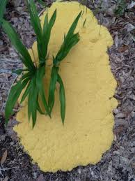 Attēlu rezultāti vaicājumam “Licea pygmaea”