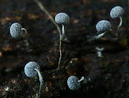 Attēlu rezultāti vaicājumam “Physarum contextum sessile”