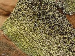 Attēlu rezultāti vaicājumam “Lecanora albella”