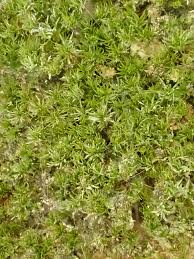 Attēlu rezultāti vaicājumam “Gymnostomum aeruginosum”