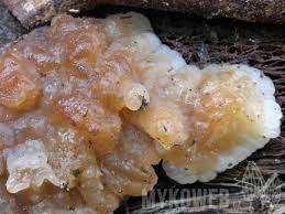 Attēlu rezultāti vaicājumam “Exidia cartilaginea”