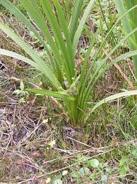 Attēlu rezultāti vaicājumam “Sparganiaceae”