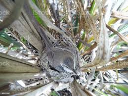 Image result for Acrocephalus agricola