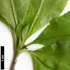 Attēlu rezultāti vaicājumam “Enkianthus chinensis leaf”