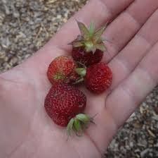 Attēlu rezultāti vaicājumam “Fragaria moschata”