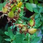 Attēlu rezultāti vaicājumam “Hypericum perforatum fruit”