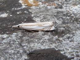 Attēlu rezultāti vaicājumam “Crambus silvella”