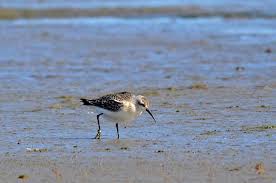 Attēlu rezultāti vaicājumam “Calidris ferruginea adult”