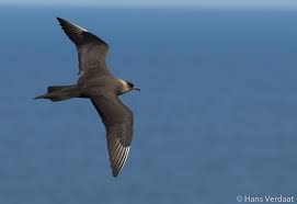 Attēlu rezultāti vaicājumam “Stercorarius parasiticus”