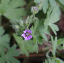Attēlu rezultāti vaicājumam “Geranium molle”
