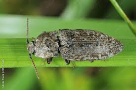 Attēlu rezultāti vaicājumam “Agrypnus murinus”