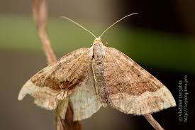 Attēlu rezultāti vaicājumam “Scotopteryx chenopodiata”