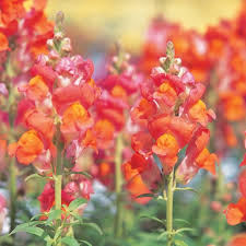 Image result for Antirrhinum majus