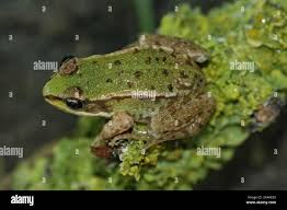 Attēlu rezultāti vaicājumam “Pelophylax juvenile”