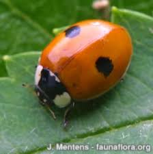 Attēlu rezultāti vaicājumam “Adalia bipunctata imago”