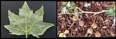 Attēlu rezultāti vaicājumam “Platanus x hispanica (syn. Platanus x acerifolia)”