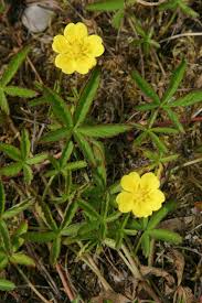 Attēlu rezultāti vaicājumam “Potentilla reptans flower”