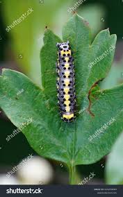 Attēlu rezultāti vaicājumam “Diloba caeruleocephala”