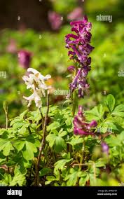 Attēlu rezultāti vaicājumam “Corydalis cava flower”