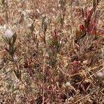 Attēlu rezultāti vaicājumam “Trifolium arvense fruit”