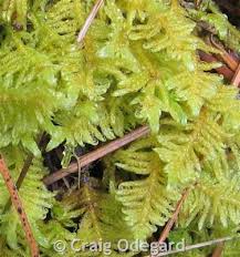 Attēlu rezultāti vaicājumam “Ptilium crista-castrensis sporophyte”