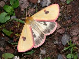 Attēlu rezultāti vaicājumam “Diacrisia sannio”