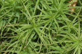 Attēlu rezultāti vaicājumam “Bartramia pomiformis sporophyte”