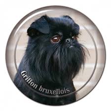 Image result for brüsseler giffon