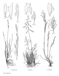 Attēlu rezultāti vaicājumam “Puccinellia distans”