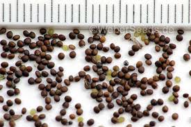 Attēlu rezultāti vaicājumam “Clinopodium vulgare fruit”