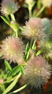 Attēlu rezultāti vaicājumam “Trifolium arvense fruit”